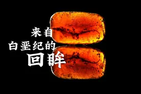 进博宝藏｜一颗琥珀，带你领略来自白垩纪的回眸图片