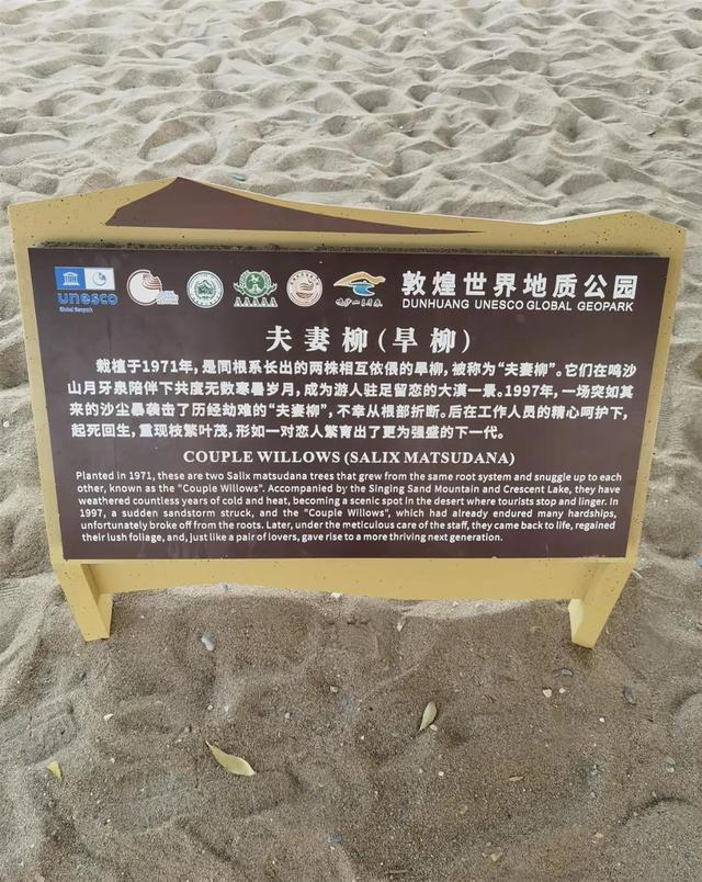 甘肃敦煌月牙泉景区回应54岁夫妻柳“离婚”：树倒了，还活着