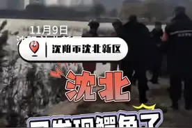 紧急提醒！沈阳此地有鳄鱼出没，正全力搜寻中图片