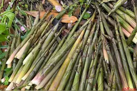 青龙湖掰竹笋火热，有人凌晨四点就出门！园方：竹子为栽种，园区严禁“打野”，已安排劝离图片