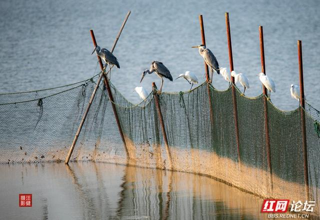 岁暖时刻丨慢享安乡珊珀湖时光：与候鸟相伴，遇见岁月静好