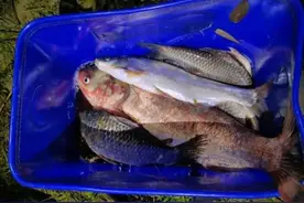 男子缓刑期再次因非法捕捞被抓，此前和妻子因非法捕捞被判拘役6个月缓刑8个月图片