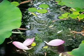 立秋将至！“咬秋”就在这时！图片