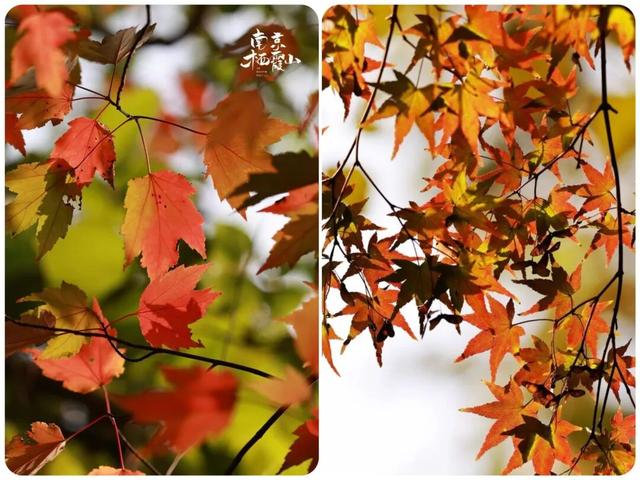 栖霞山红叶实拍+周末活动，不信你不动心！