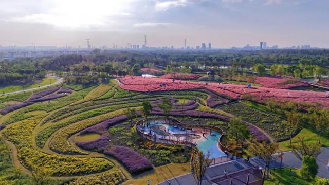 粉色“薄雾”弥漫，荻花飘逸洒脱……申城观赏草进入“最佳赏味期”