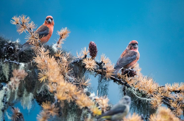 香格里拉国家公园候选区：冬韵如诗，静谧灵动