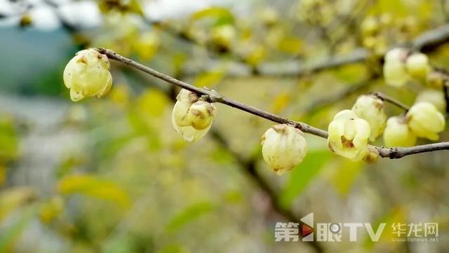 重庆今冬第一波蜡梅开了，最佳赏花期就在本月
