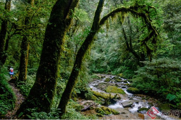 把温柔藏进林海，与美好不期而遇