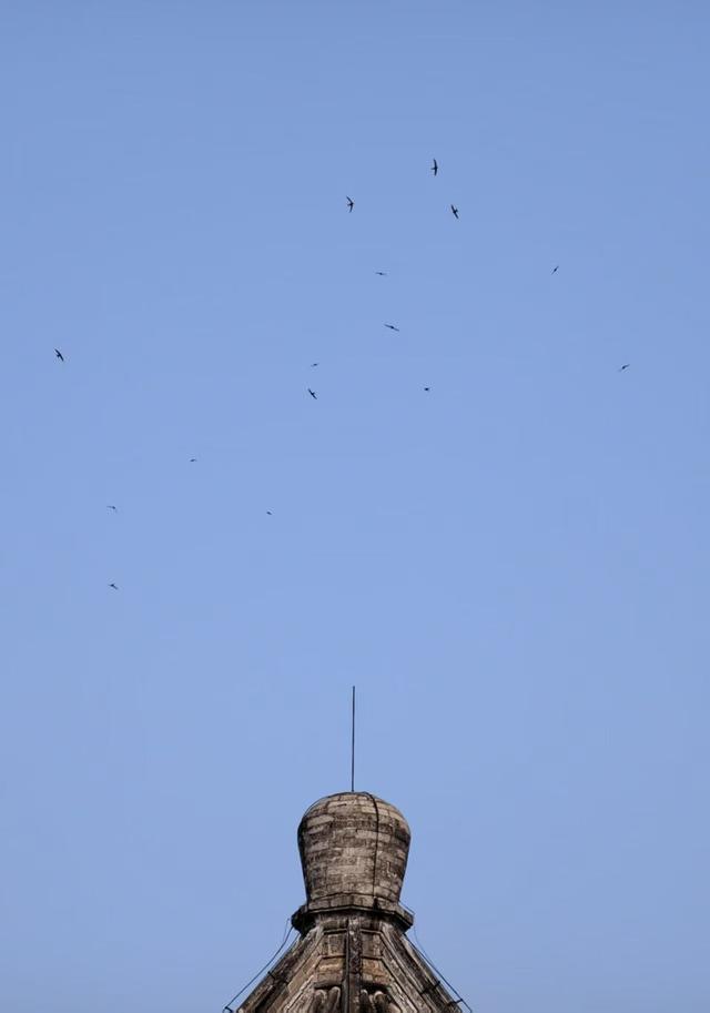 北京雨燕如期回归，颐和园再闻燕语啾啾