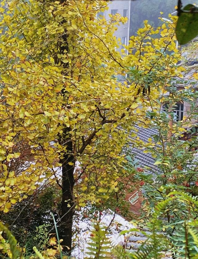 黄了！黄了！福州这里迎来颜值高峰！