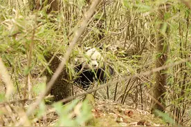 实名认证！3月份被拍到“谈恋爱”的两只大熊猫是它们图片