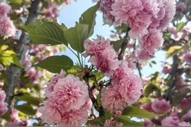 虹山湖公园：晚樱盛开 美丽画卷醉游人图片