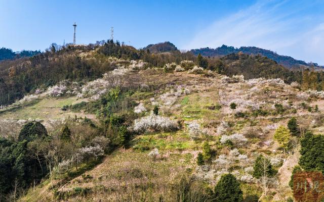 C视觉︱速来 大邑雁鹅村3000亩青梅花海已上线