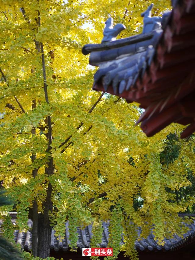 故宫同款秋色，惊艳了荆州