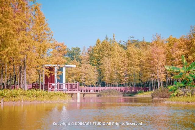 深圳秋日限定：三处落羽杉秘境，邂逅南国绚烂之季