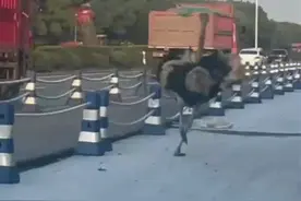 又一只鸵鸟“出逃”，马路上狂奔还被护栏绊倒，警民合力将其堵在小院抓获图片