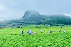 广东发布《天然硒品认定与标识》团体标准，推动“硒资源”向“硒产业”发展图片