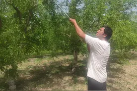 巴楚县各乡镇枣农正忙着做好枣树摘心抹芽工作图片