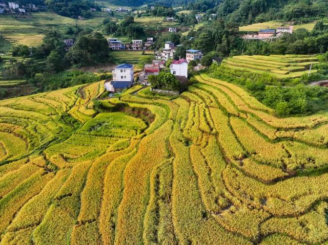 桂林这里的稻田已经黄啦～收获金色秋景！