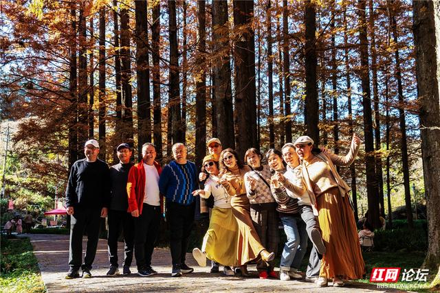 【每日一图@湖南】刷屏预警！靖州排牙山千亩水杉林绝美上线