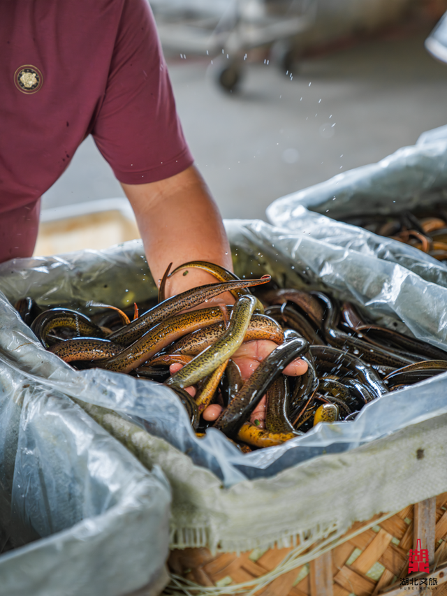 宝藏仙桃，太“鲜”啦！（采风招募）