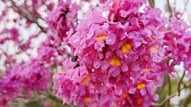 在防城港，冬日也能赏花！“绝绝紫”出片率100%！