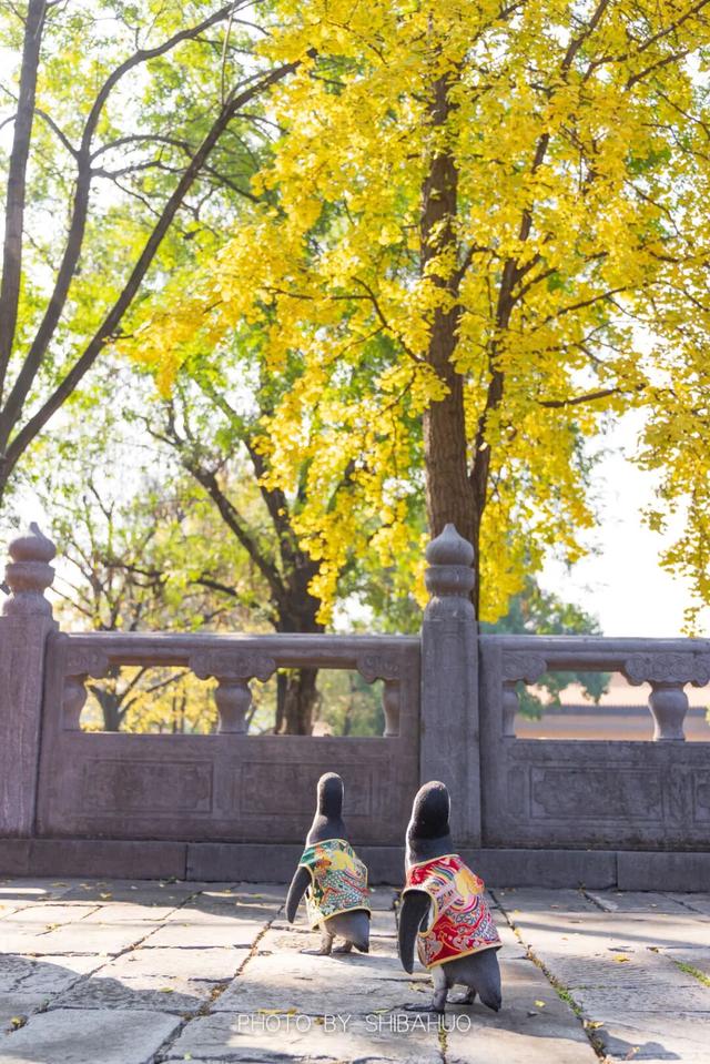 您的QQ已在朝天宫登录！