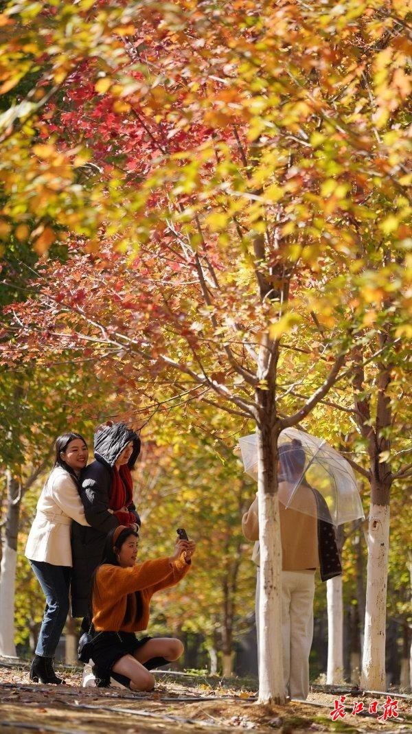 深秋红枫现美景，校园变成“调色盘”