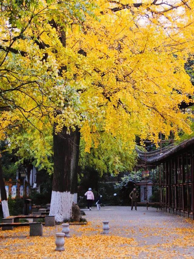 秋日限定“双骄”：从赏到玩转的完整攻略！