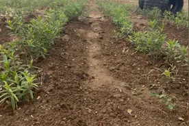 济南：建设绿色矿山 推进生态修复图片