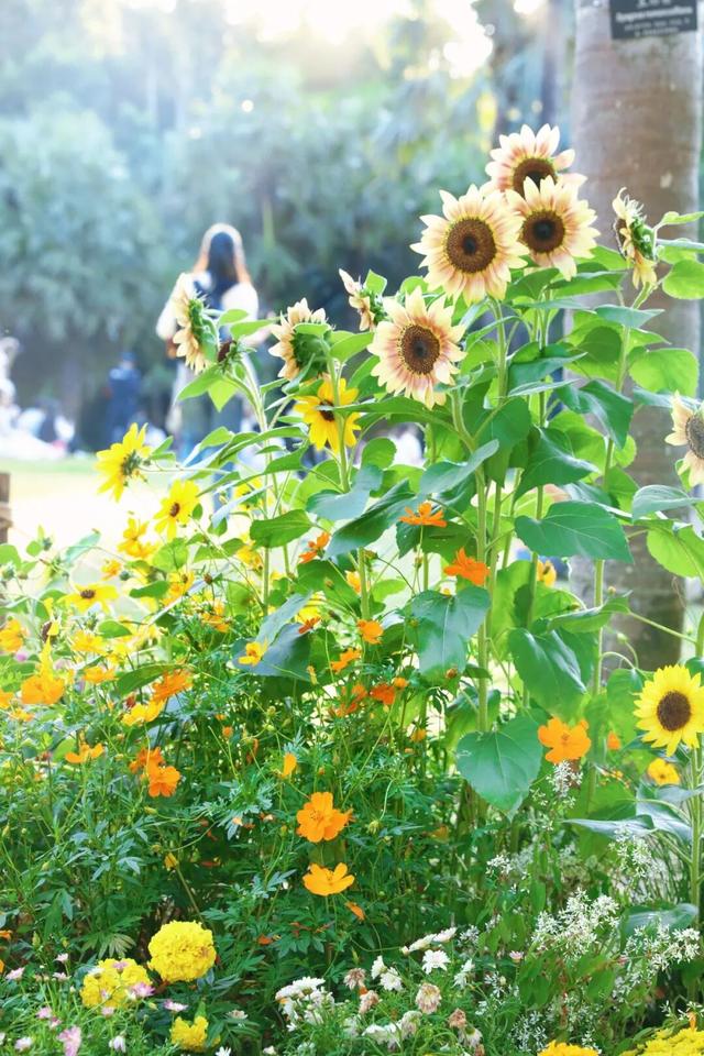 行摄 | 美爆了！秋日花海，限时上映