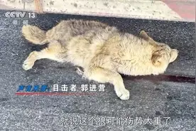 可可西里网红狼被车撞死？可能都是投喂惹的祸图片