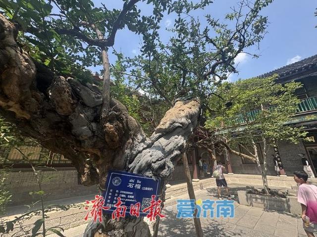 一年四季 泉在济南丨万竹园石榴院内百年古树挂果丰 秋日景致引客来