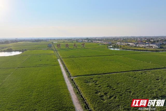 秋游时刻丨粮安天下，韵满双江——宁乡这个镇的乡村诗意太动人