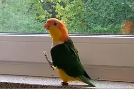 香港一男子酒后掐死女友鹦鹉，被判3个多月认为刑期太重，法院:驳回上诉，即时服刑图片