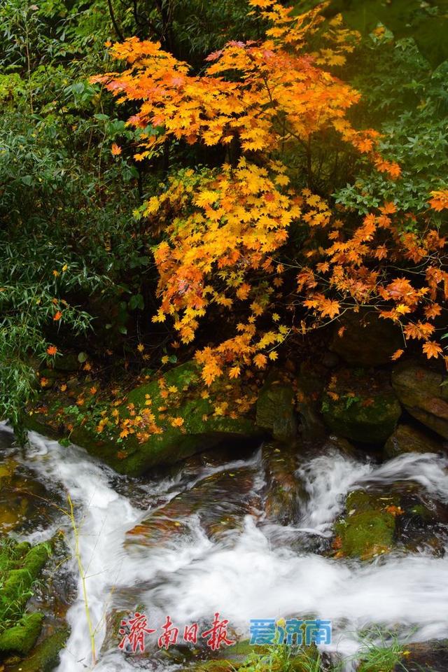 一年四季 泉在济南丨壁纸级秋景！九如山首波红叶上线，雨中最是惊艳