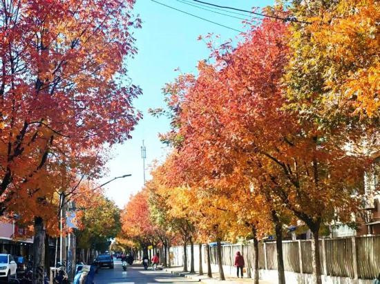 秋色浓度已拉满，申城街头 “赤橙黄绿交响曲”