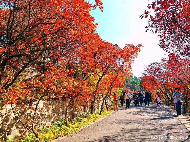醉美深秋！济南红叶谷红叶引来大批游客