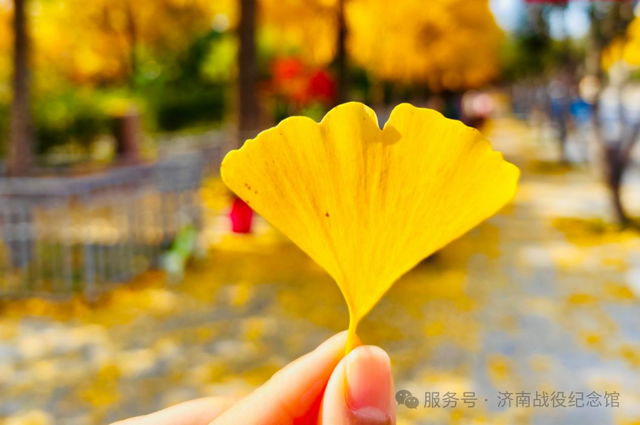 在英雄山，一叶知秋，邀您共赏