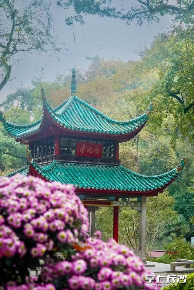 万菊绘麓山 秋韵满亭台｜组图