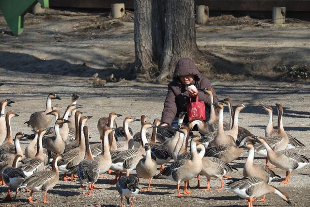 南海子公园鸿雁群飞