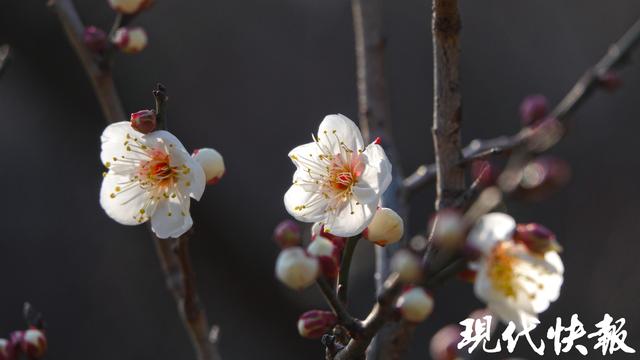 南京古林公园早梅初绽，快来探第一缕梅香
