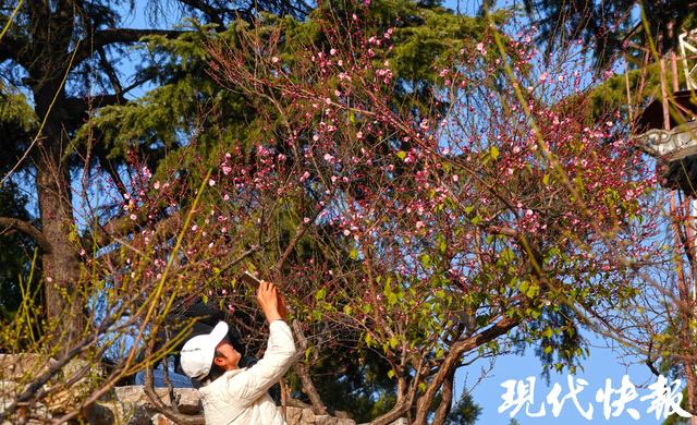 南京古林公园早梅初绽，快来探第一缕梅香