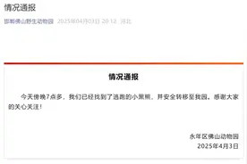 邯郸动物园出逃黑熊已找到图片