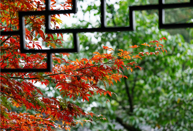 绝美！成都红枫进入最佳观赏期！线路来啦