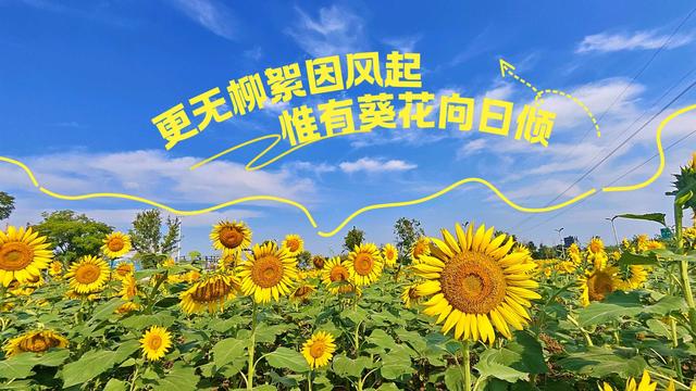 快来打卡！成都未来科技城向日葵花全面盛开啦！