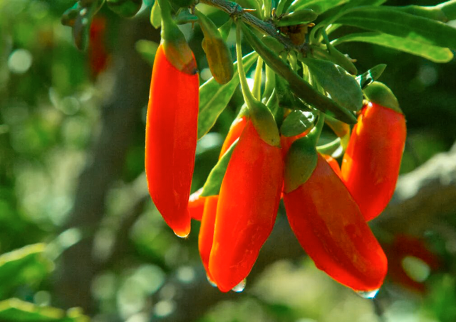 好品中国丨“我姓柴，柴达木的柴”