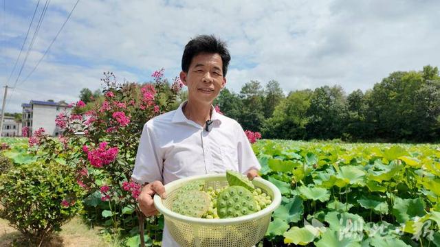 【你有好货 我来吆喝】美景鲜货别错过！崇阳县大垅村湾荷花基地喊您赏莲花采莲子