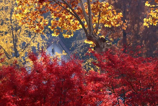 栖霞山人气爆棚，红叶超长待机！@友友们，错峰更有乐趣哦~