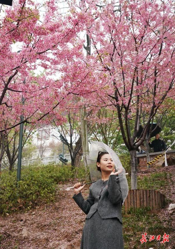 汉阳龟山樱花坡，雨中赏樱